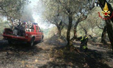 Distrutti dalle fiamme 250 ulivi