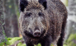 In scooter travolti da cinghiale: feriti