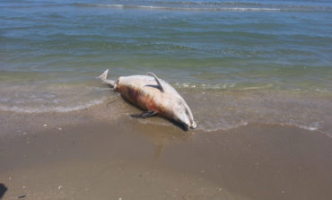 Cetaceo Spiaggiato alla Spiaggia della Vela