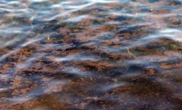 L’alga “Ostreopsis Ovata” tornata a Quercianella