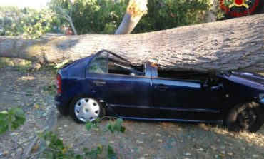 Cade grosso albero su auto parcheggiate: per fortuna nessuna vittima