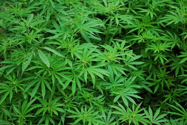 Piantagione di marijuana in un terreno agricolo. Due arresti