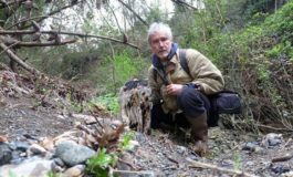 Scoperta foresta pietrificata a Livorno