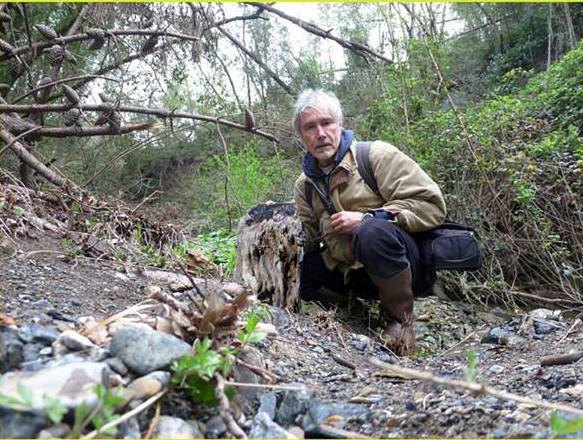 Scoperta foresta pietrificata a Livorno