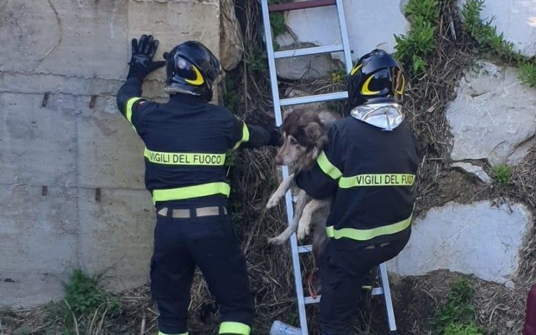 Cane salvato dai Vigili del Fuoco