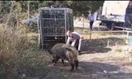 Cinghiale catturato sul Romito, rischiava di provocare incidenti