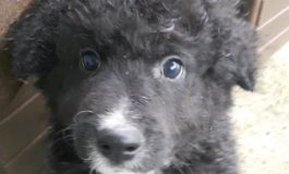 Due cuccioli salvati in strada cercano casa