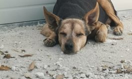 Trovati due cani smarriti, un pitbull e un meticcio tipo pincher