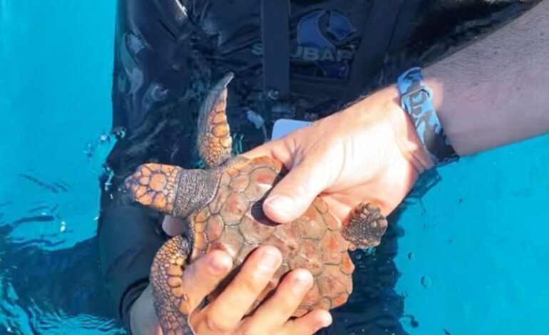 104 tartarughe Caretta caretta nate all’Elba dal nido record