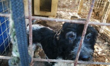 Cani malnutriti e chiusi in box degradati. Salvati dall'Oipa