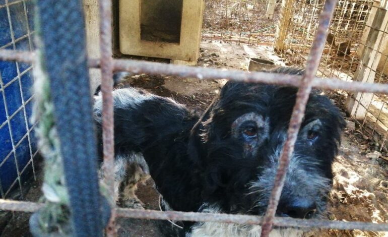 Cani malnutriti e chiusi in box degradati. Salvati dall’Oipa