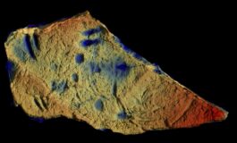 Fossili di Quercianella: un tassello mancante nella storia della vita sulla Terra