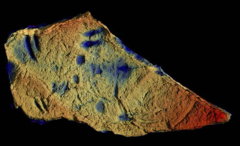 Fossili di Quercianella: un tassello mancante nella storia della vita sulla Terra