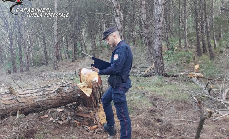 Abbattimento di alberi senza autorizzazione: sanzioni della “Forestale”