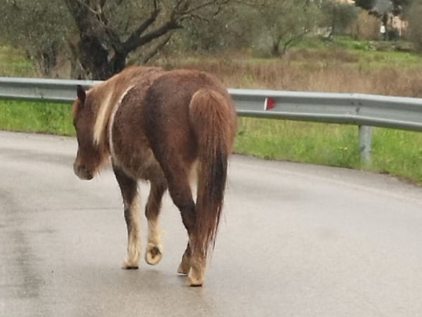 Pony cieco da un occhio trovato per strada