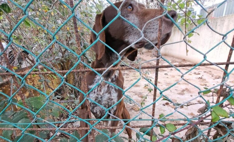 Maltrattati e feriti 10 cani in una carrozzeria. Sequestro e denuncia