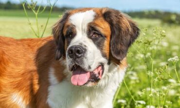 Recuperati tre cani San Bernardo che vagavano sulla via delle Sorgenti