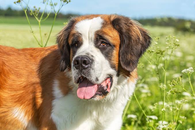 Recuperati tre cani San Bernardo che vagavano sulla via delle Sorgenti