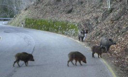 Nel fosso con l'auto per colpa di un cinghiale