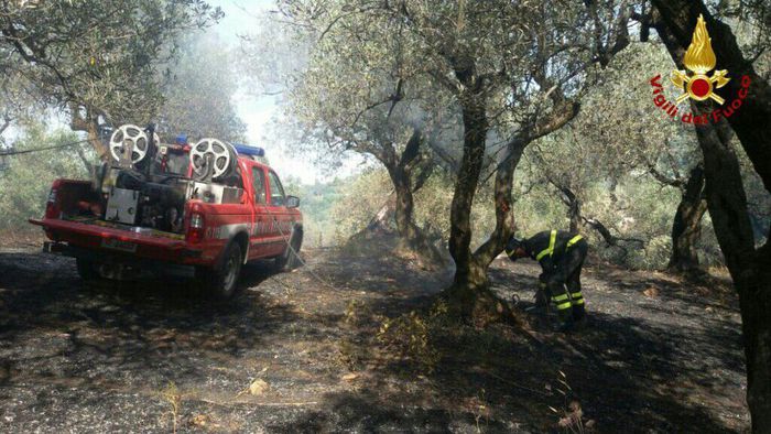 Distrutti dalle fiamme 250 ulivi