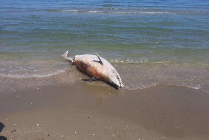 Cetaceo Spiaggiato alla Spiaggia della Vela