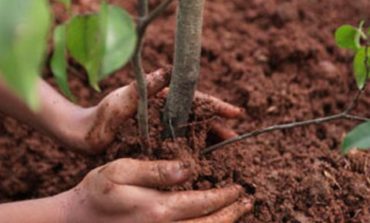 Torna per il secondo anno “Un bosco per la città”