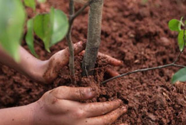 Torna per il secondo anno “Un bosco per la città”