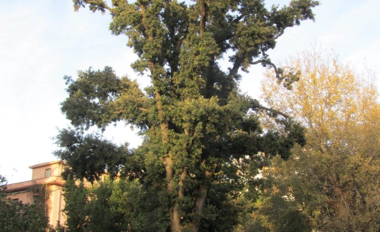 Lipu: evitare potature drastiche agli alberi cittadini