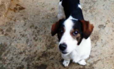 Trovati due cani smarriti: un Volpino ed un Jack Russell