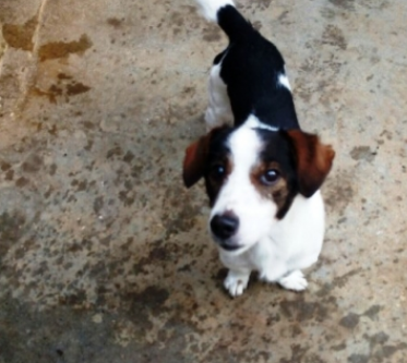 Trovati due cani smarriti: un Volpino ed un Jack Russell