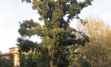 14 alberi “livornesi “ candidati ad entrare nell’elenco degli Alberi Monumentali