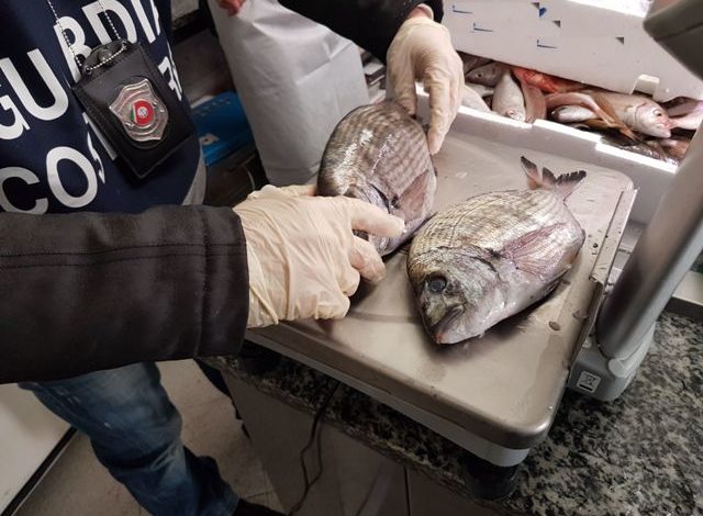 Operazione ‘Pesce d’Aprile’: 500kg di prodotti ittici sequestrati e maxi sanzioni