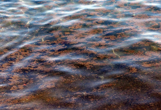 L’alga “Ostreopsis Ovata” tornata a Quercianella