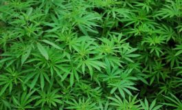 Piantagione di marijuana in un terreno agricolo. Due arresti