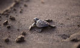 Tartarughe all’Elba, 93 piccoli hanno raggiunto il Mare. Recuperato anche raro esemplare Caretta Caretta