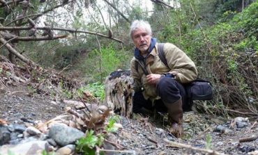 Scoperta foresta pietrificata a Livorno