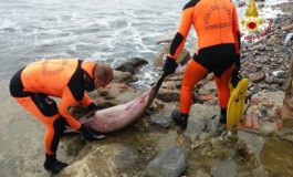 Carcassa di delfino trovata tra gli scogli di Antignano