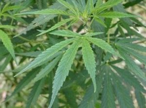 Coltivazione di marijuana in serra, nei guai 30enne livornese