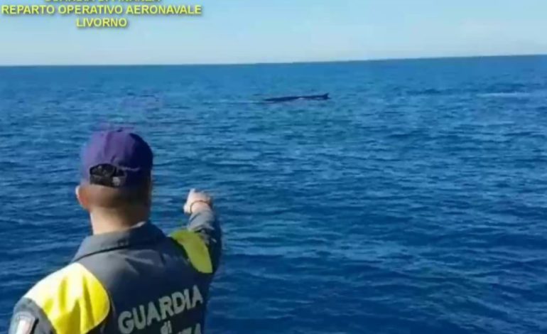 Balene avvistate a Isola d’Elba