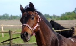 Schiacciato dal cavallo contro la recinzione: muore lavoratore al centro ippico