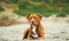 Lascia quattro pitbull nel furgone sotto il sole, multato proprietario