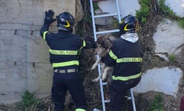 Cane salvato dai Vigili del Fuoco