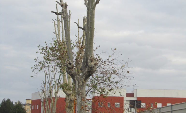 Lipu, alberi potati illegalmente