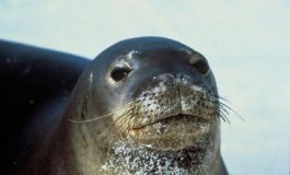 Avvistata foca monaca intorno all'Isola di Capraia, chiuso un tratto di mare