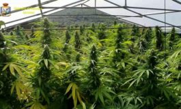 Coltivava marijuana in villa: arrestato cuoco livornese