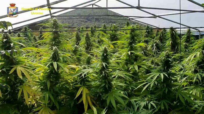 Coltivava marijuana in villa: arrestato cuoco livornese