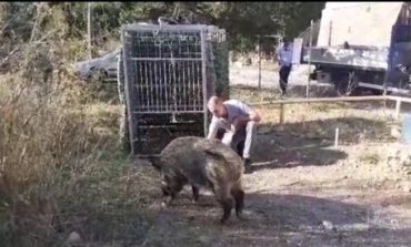 Cinghiale catturato sul Romito, rischiava di provocare incidenti