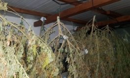 Coltivavano oltre 100 piante di marijuana in casa. Arrestati due livornesi