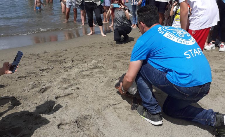 La tartaruga Caretta caretta “Pan” torna in mare