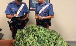 Fermato per cellulare alla guida, in casa ha 5 kg di cannabis